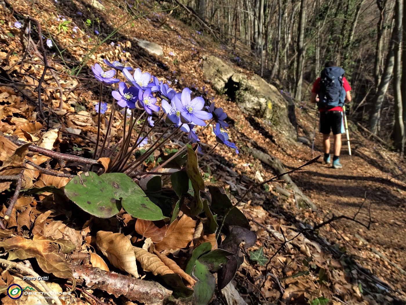 10 Erba trinita (Hepatica nobilis).JPG